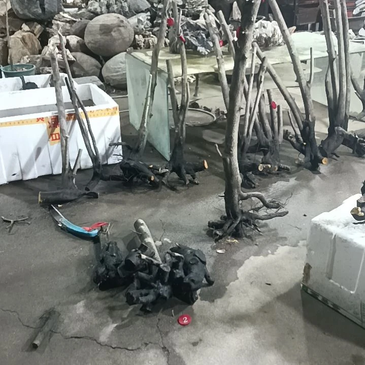 老鸦柿阳*哥老鸦柿盆栽素材盆栽