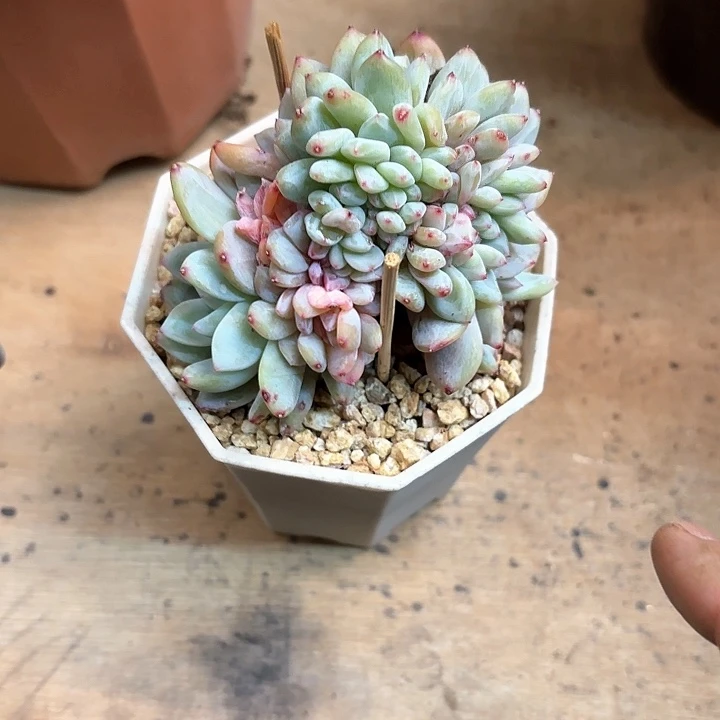 多肉植物，橙梦露缀