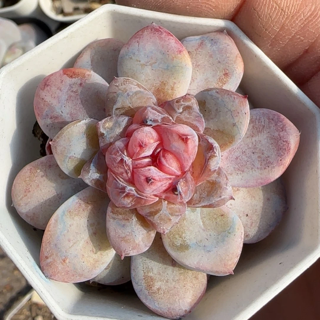 小卡拉米糖心一物一拍