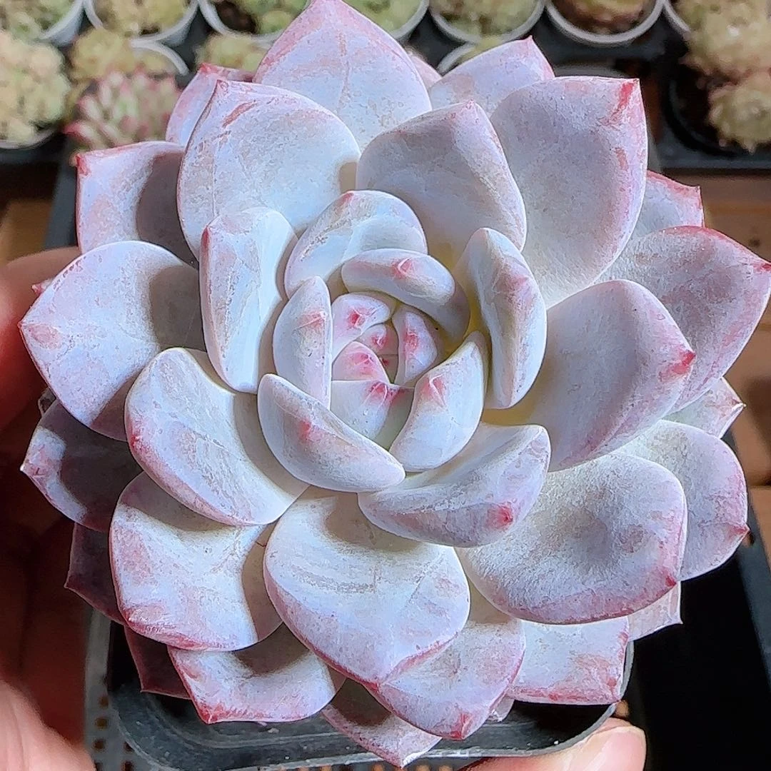 1111-----745橙梦露