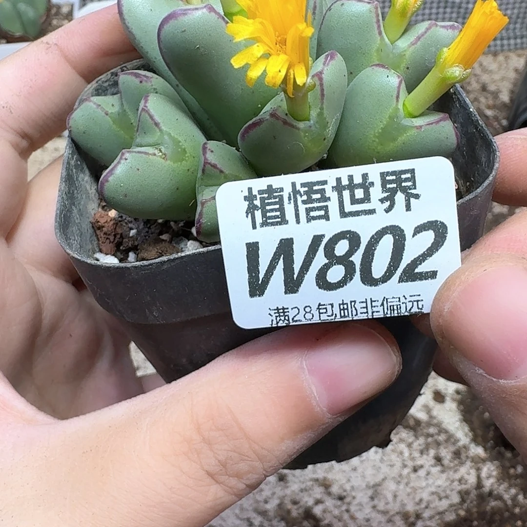 多肉植物的润泽fgbn