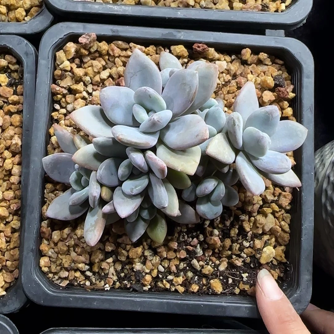 粉兔8头一物一拍多肉