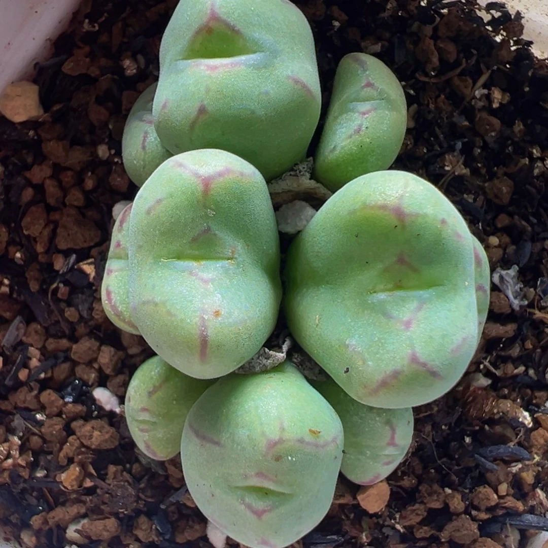 少将杂交群多肉植物