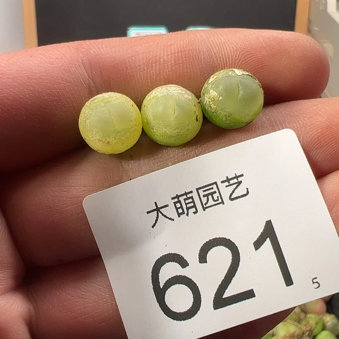 0000621 一物一拍……