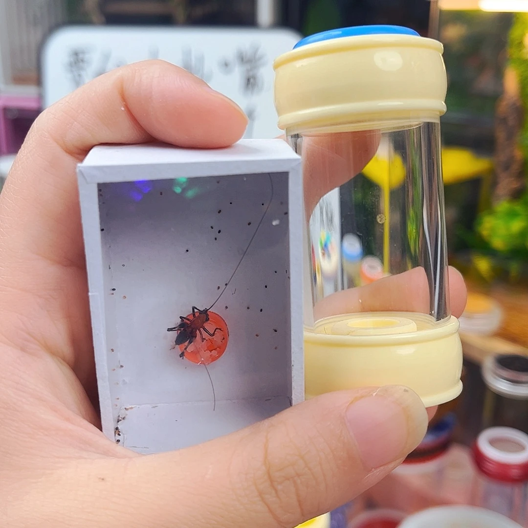 竹铃桶送红精灵拍拍