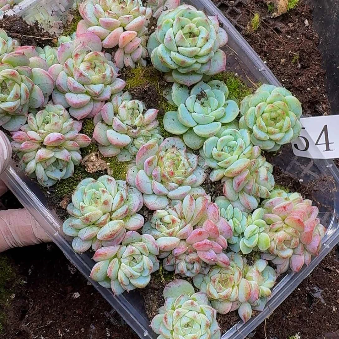 多肉植物多肉植物544