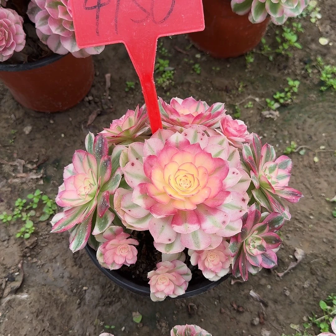 4150倾城多肉法师