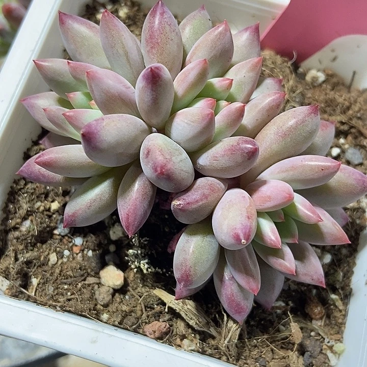 多肉植物金鱼姬350