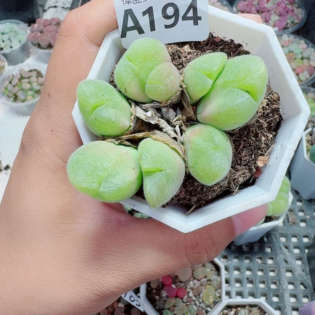 194多肉植物多肉植物