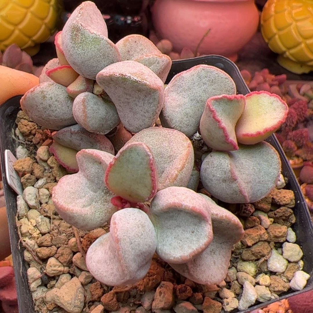 蛋杂新品 啦啦啦啦啦啦啦