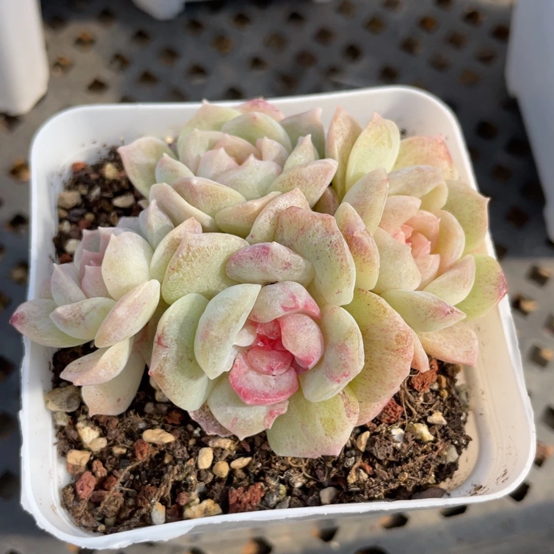 优选石化梦幻泡影珍妮2800