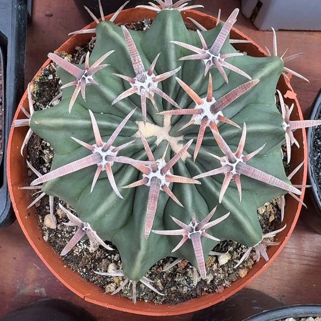 凌波仙人球123453