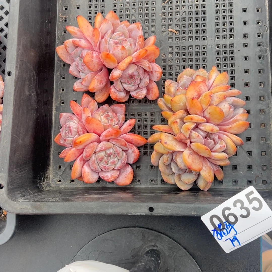 猫**酥三个星影00000000000