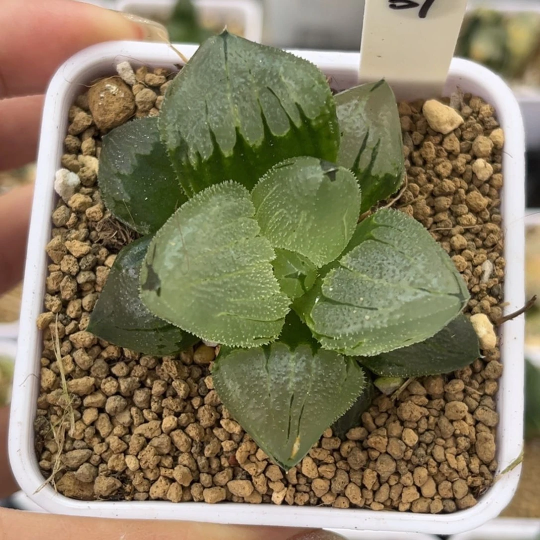 37冰鸾玉哈哈哈哈哈哈哈