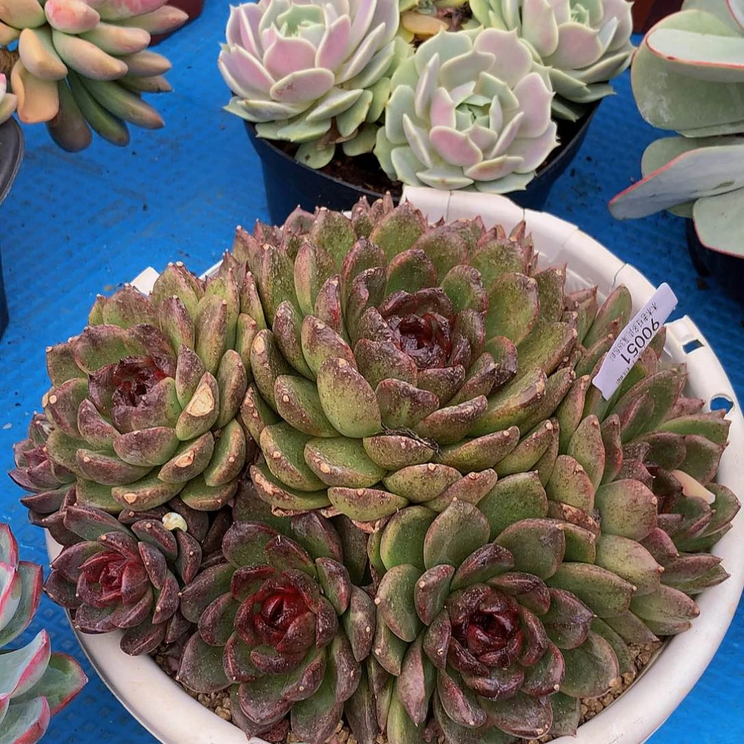 七**望    黑曼巴90051