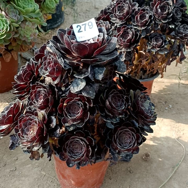 黑寡妇多肉植物279