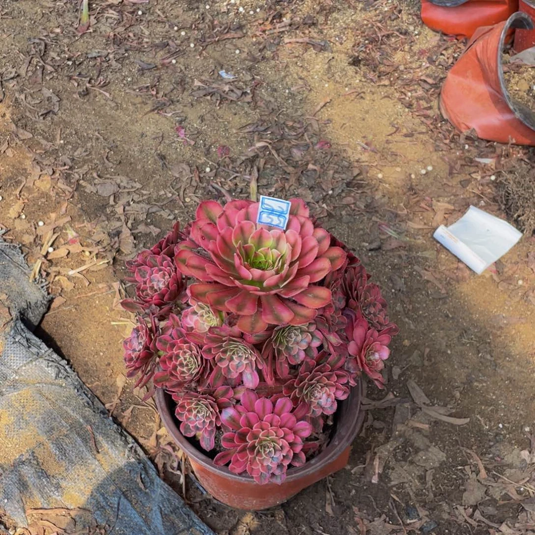 33鲜花老桩白月光鲜花