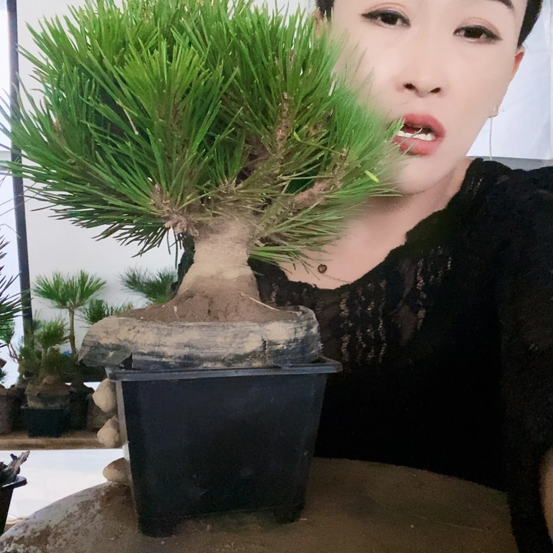 无花朵植物形态多年生草本