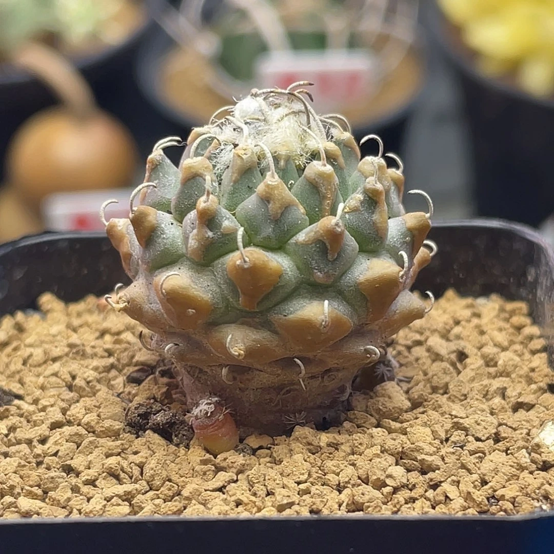 实生黄金焦糖尤遁地安德森娇丽