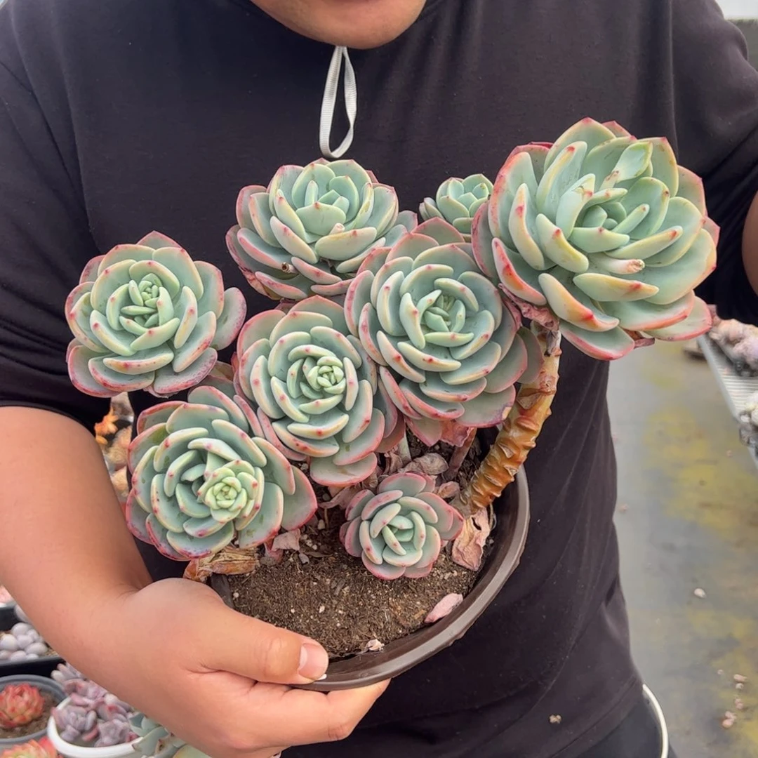 白月光五头起发整桩多肉
