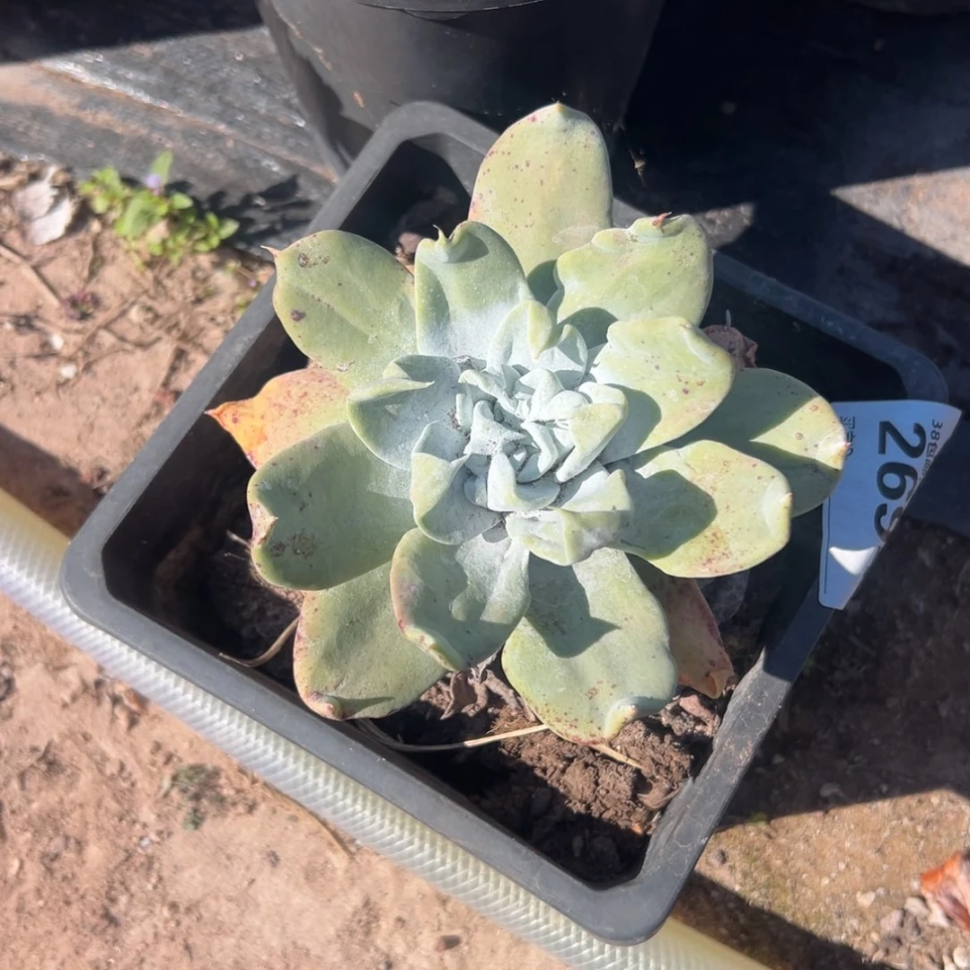 普芙杂～一物一拍2694