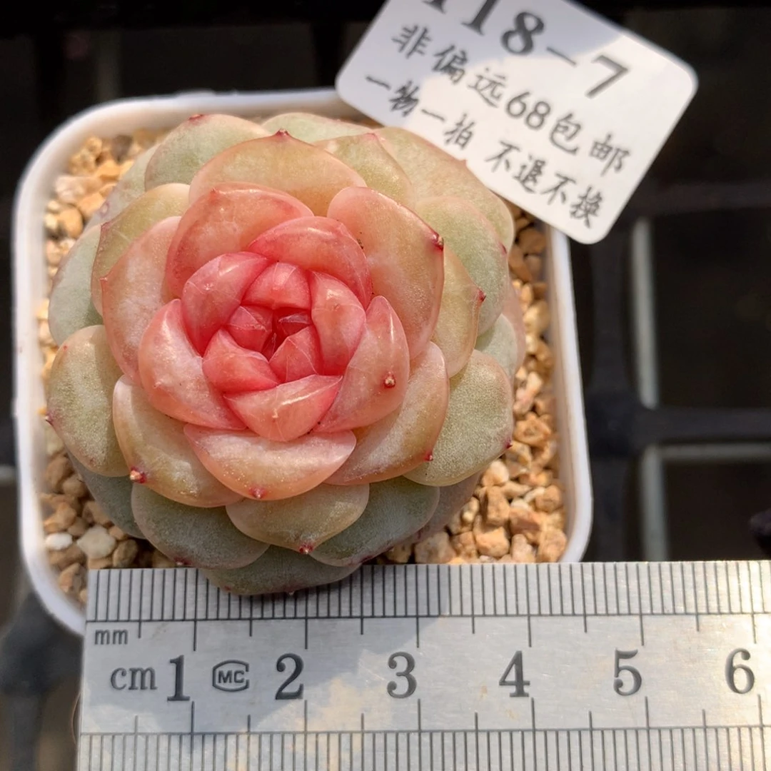 7。大富翁。珍妮糖心。满六八包邮。