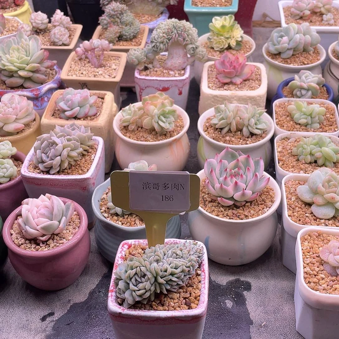 臭****?滨哥多肉N185麦秆缀化