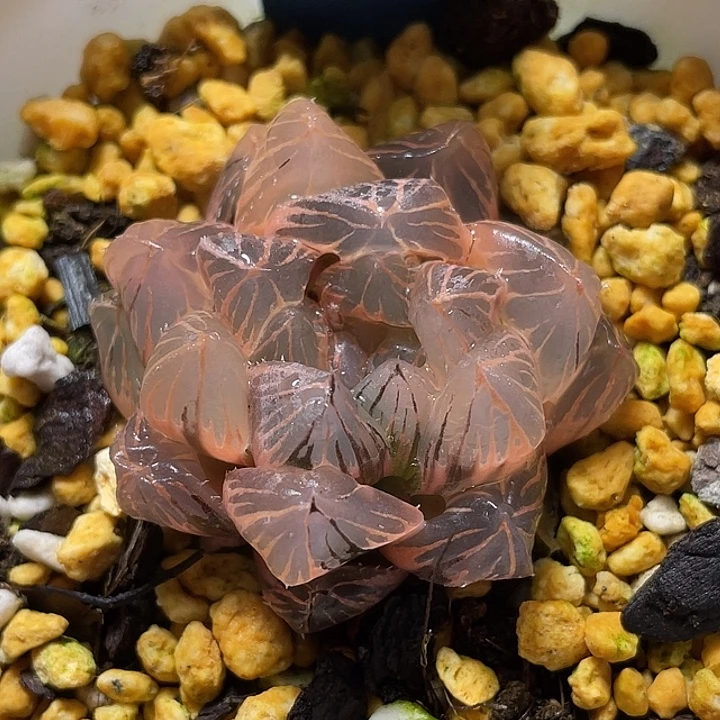 699糊斑OM玉露锦福利一物