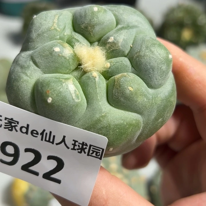 922可节后发货 可帮发根