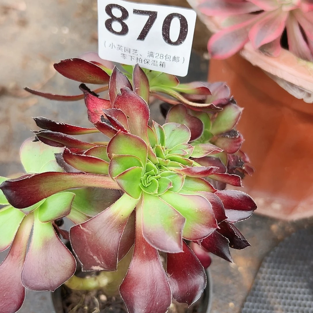 多肉植物多肉植物870