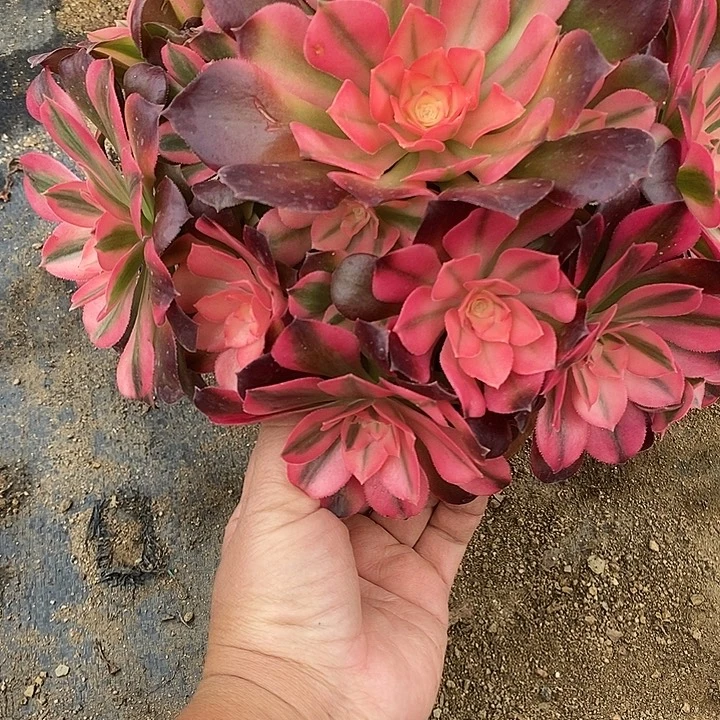 多肉植物香妃230多肉