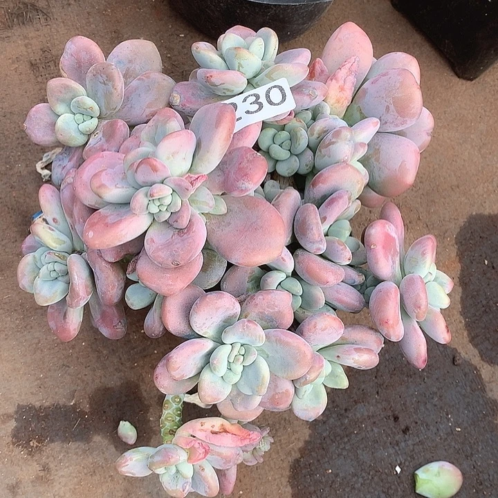 230洛神一物一拍多肉