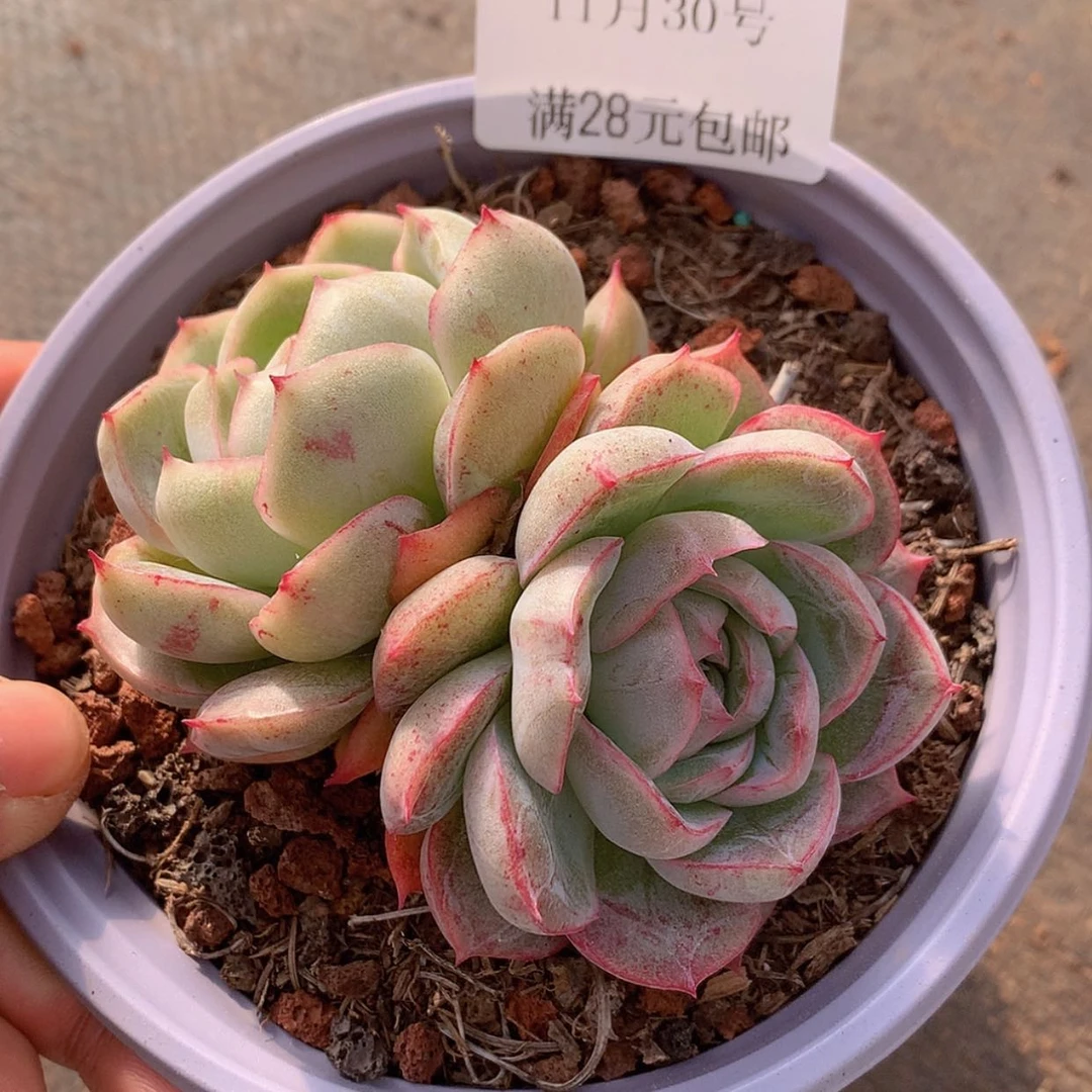 【闪购商品】云69号