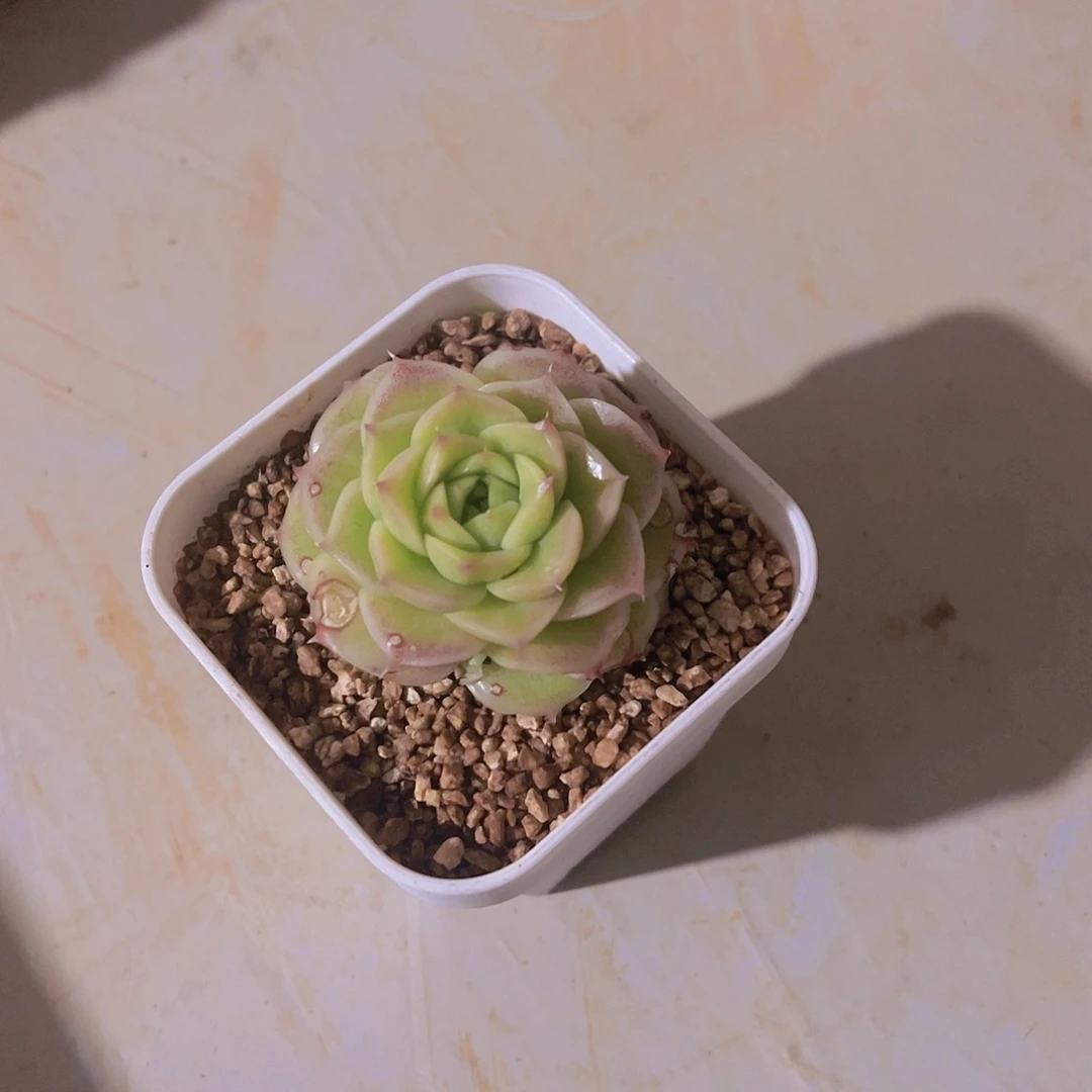 米*子娜亚锦，多肉植物，