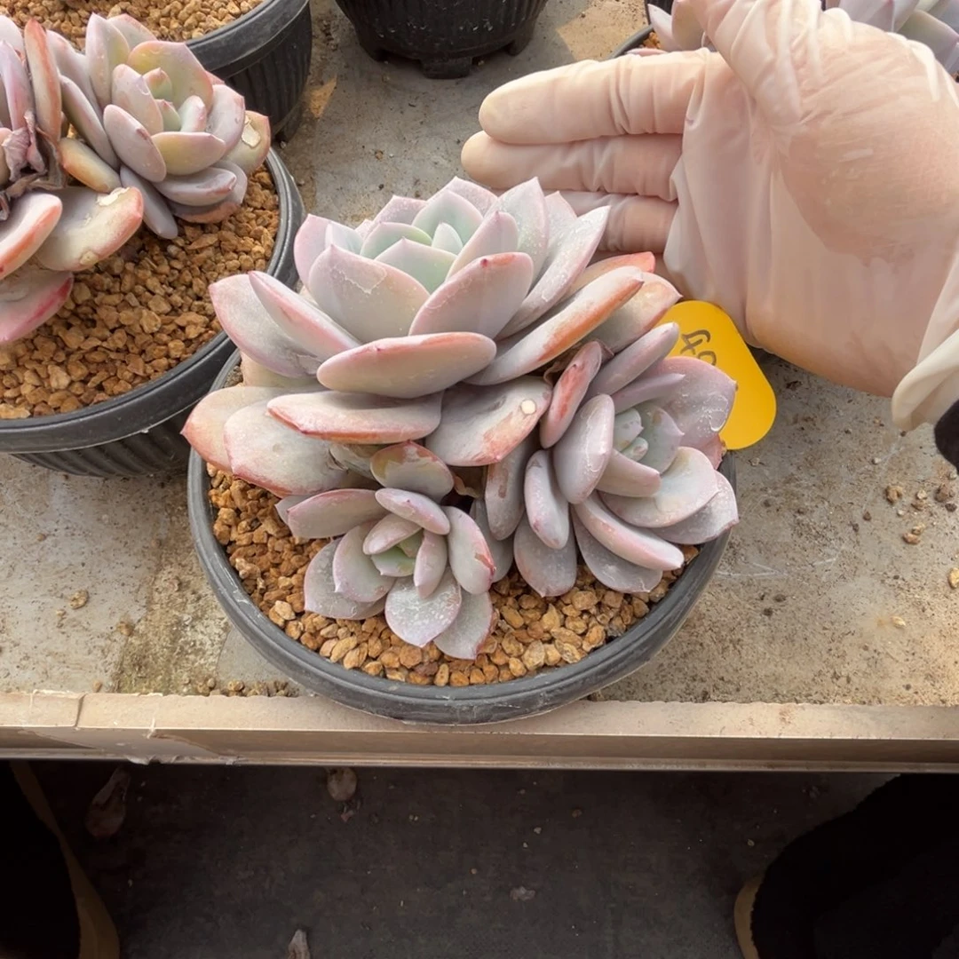 495奶茶群生无砍的