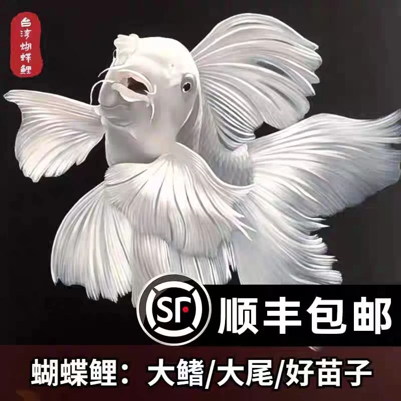 蝴蝶鲤观赏鱼20-22饲养混养发货好养养鱼 自家渔场