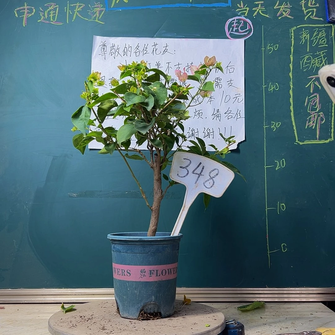当前无花栽培后可以开花暗斑五宝348