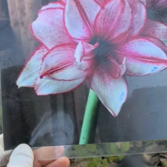 当前无花栽培后可以开花白肋鬼魅小球带盆发货