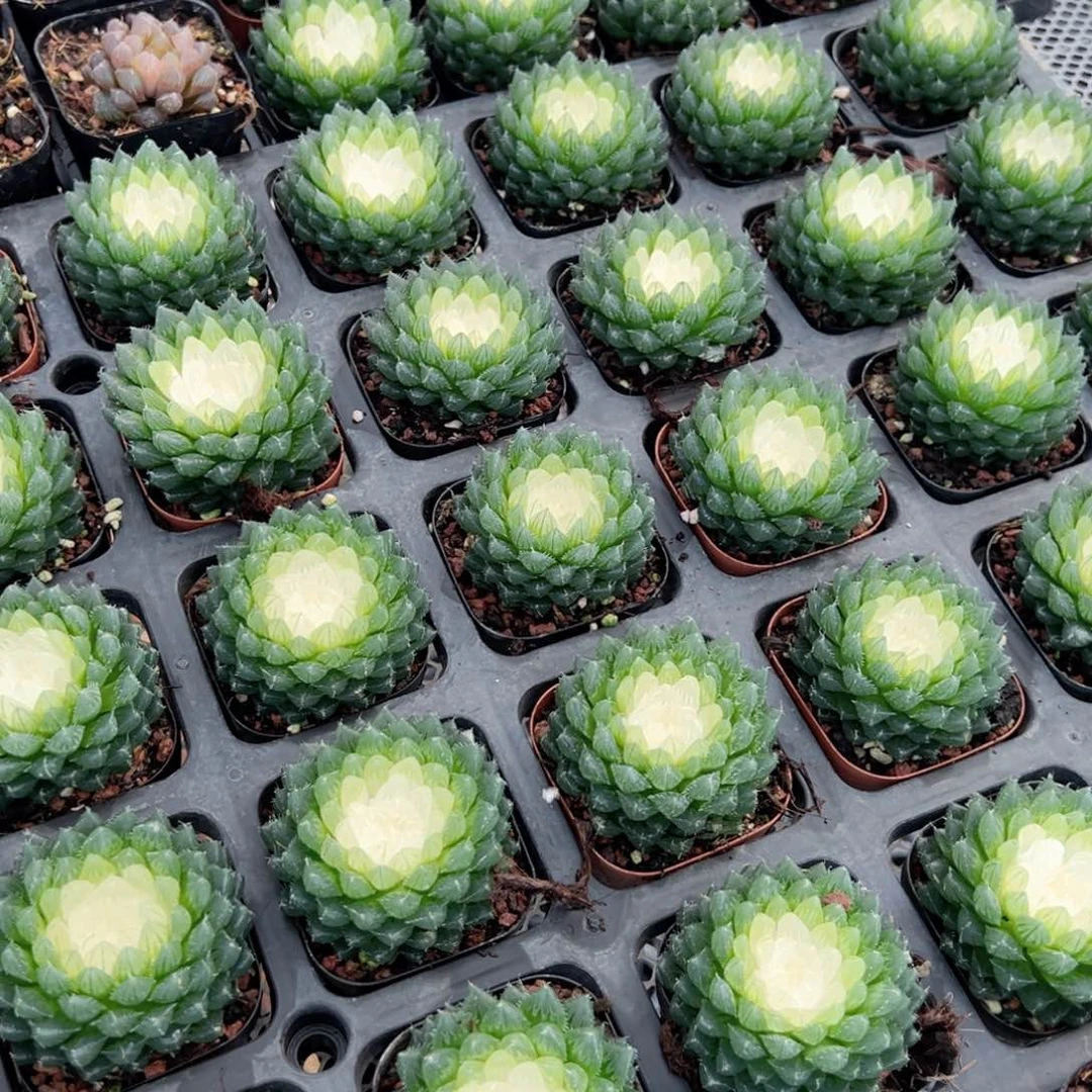 宝莲灯玉露多肉植物一颗