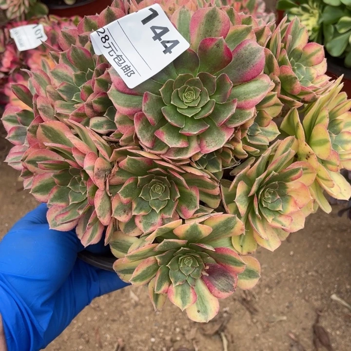 多肉植物雨荷法师144