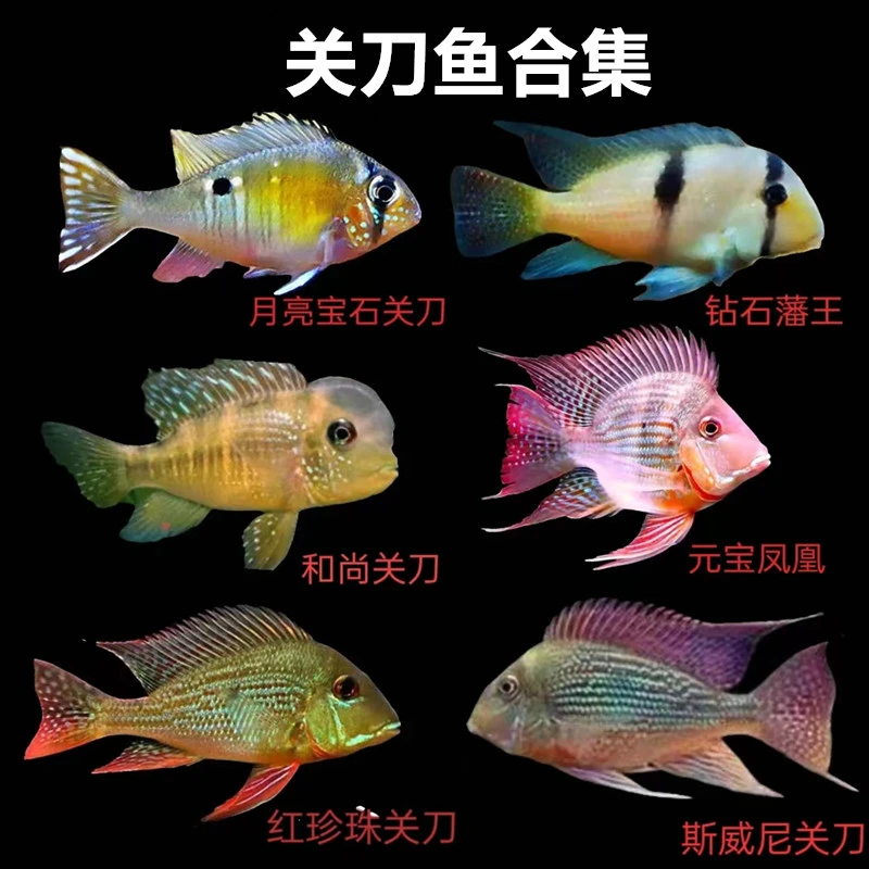 南美食土鲷月亮宝石关刀和尚鱼元宝凤凰斯维妮关刀红珍珠关刀