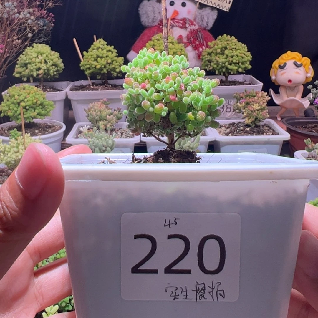 z*J220实生蜜橘带盆土发货一物一拍