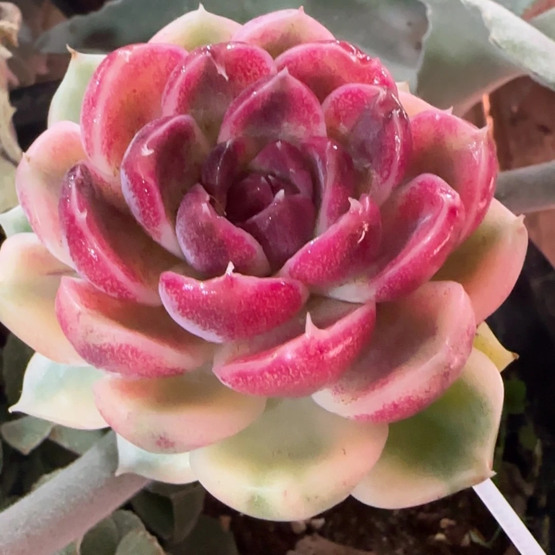 紫薯锦 双头 多肉植物