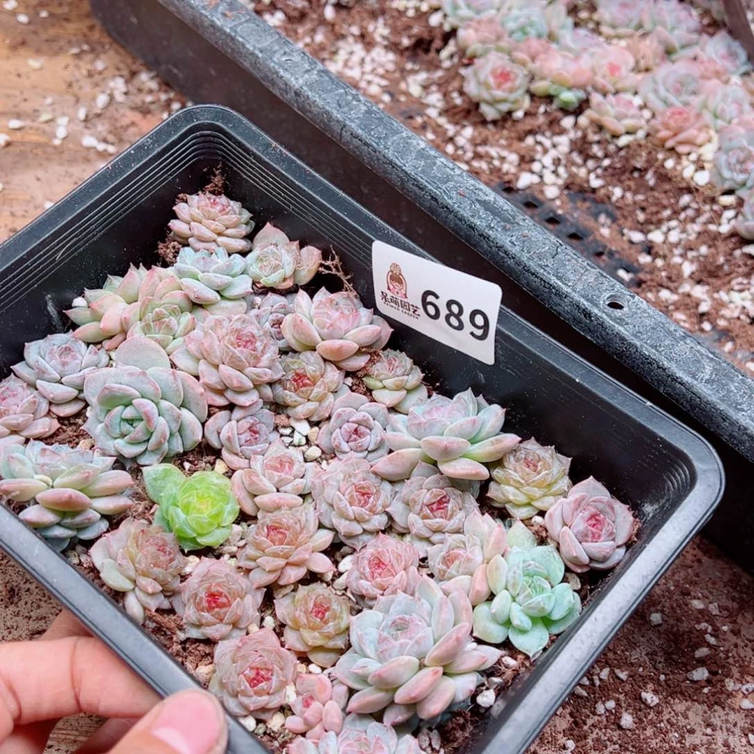 浅***浅多肉植物多肉植物