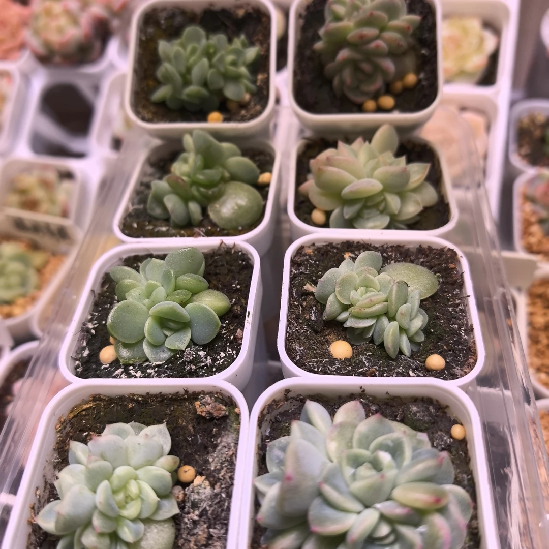 甜心多肉一物一拍