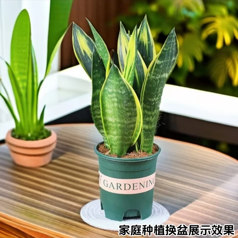 金边虎皮兰盆栽多肉易活水培植物绿植办公室内花卉大全客厅虎尾兰