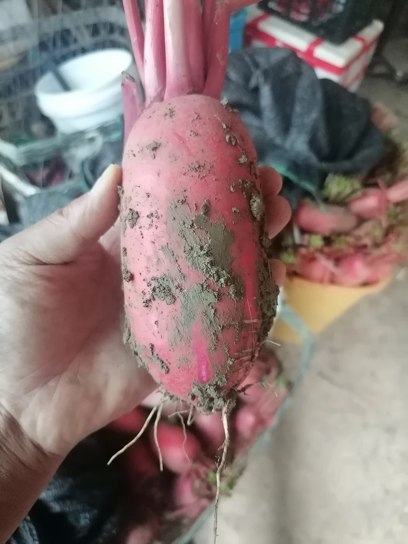 贵州高山农家自种胭脂萝卜,现摘现发