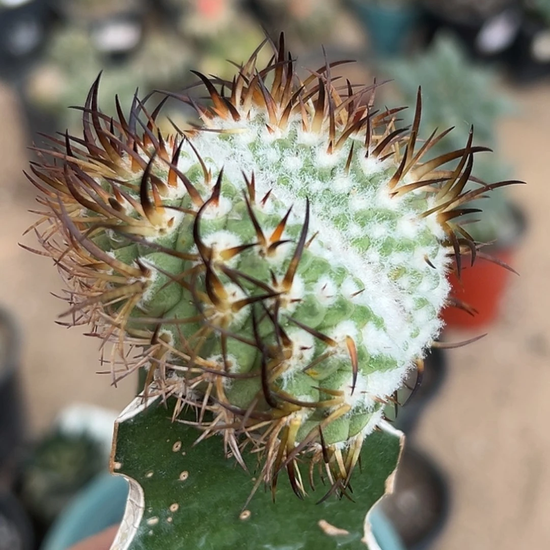 完全开放福利彗星殿缀化015