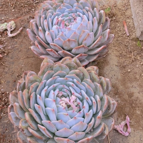 小*一号两颗大橙梦露多肉植物