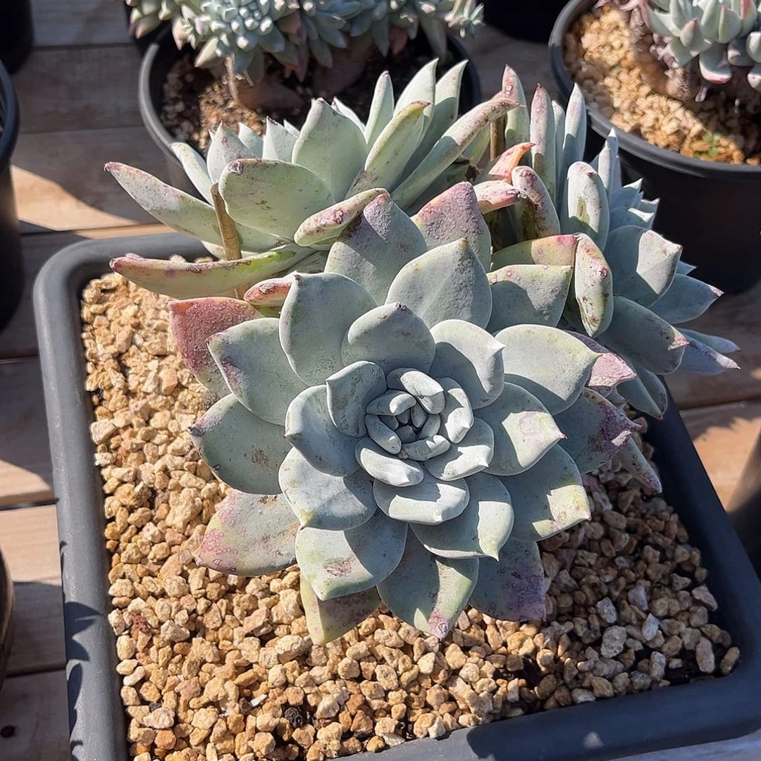 三头大宽叶   3689